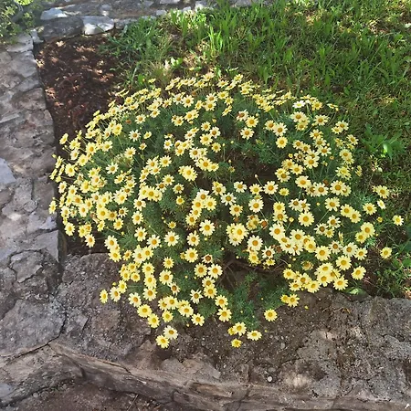 Apartmán Ruza Podgorica