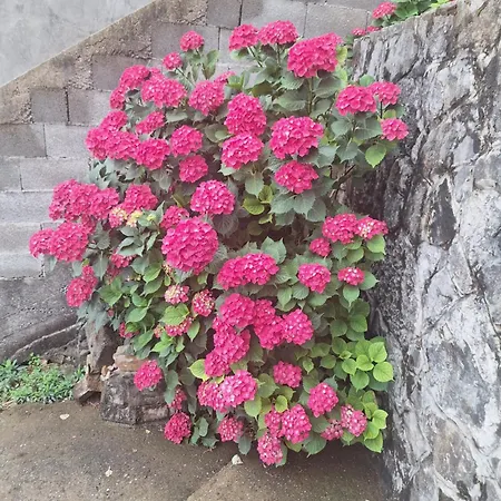 Ruza * بودغوريتْسا