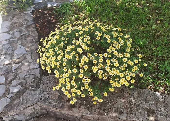 Lejlighed Ruza Podgorica